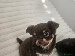 Chihuahua dogs - Advert 6