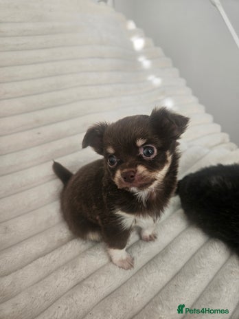 Chihuahua dogs - Advert 10