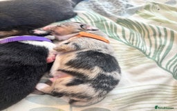 Australian Shepherd dogs for sale: KC registered Australian shepherd puppies  - Image 4
