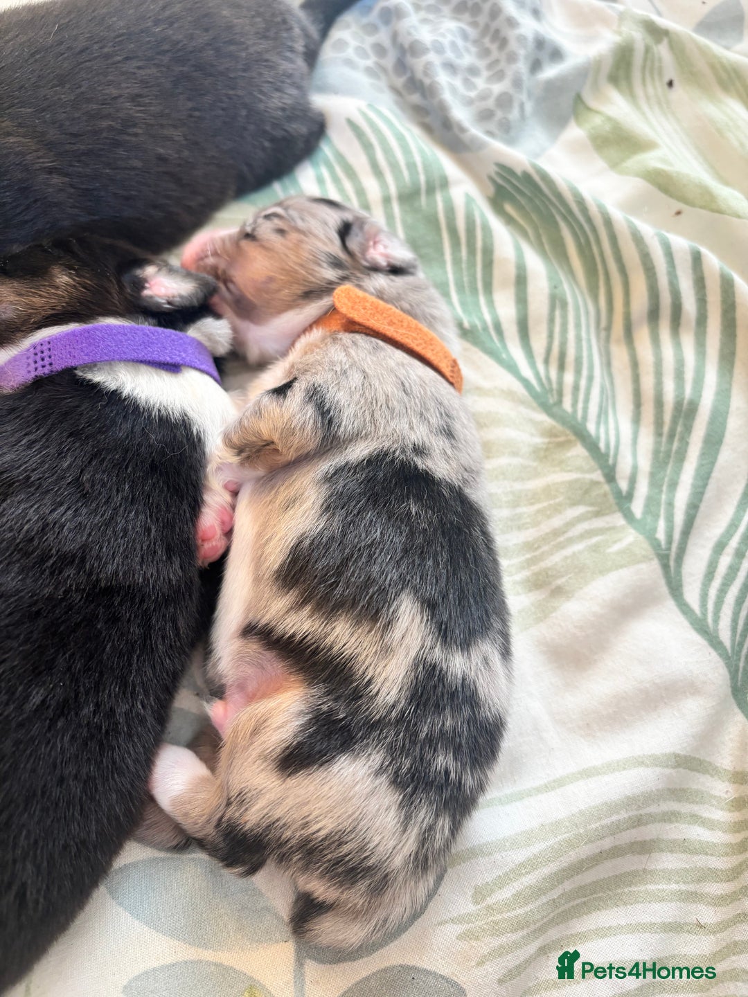 Australian Shepherd dogs for sale: KC registered Australian shepherd puppies  - Image 4
