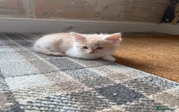 Ragdoll cats for sale: Part rag doll cream/white boy kittens ready now - Image 1