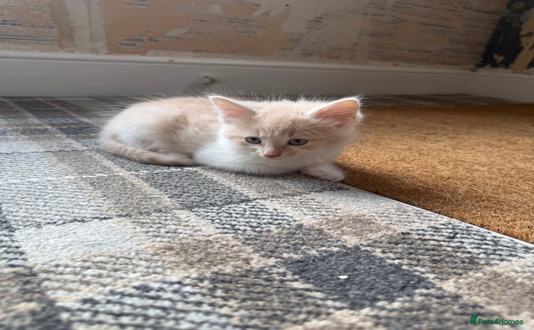 Ragdoll cats - Advert 15