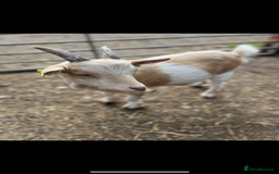 Goats livestock for sale: Pygmy goats  - Image 2