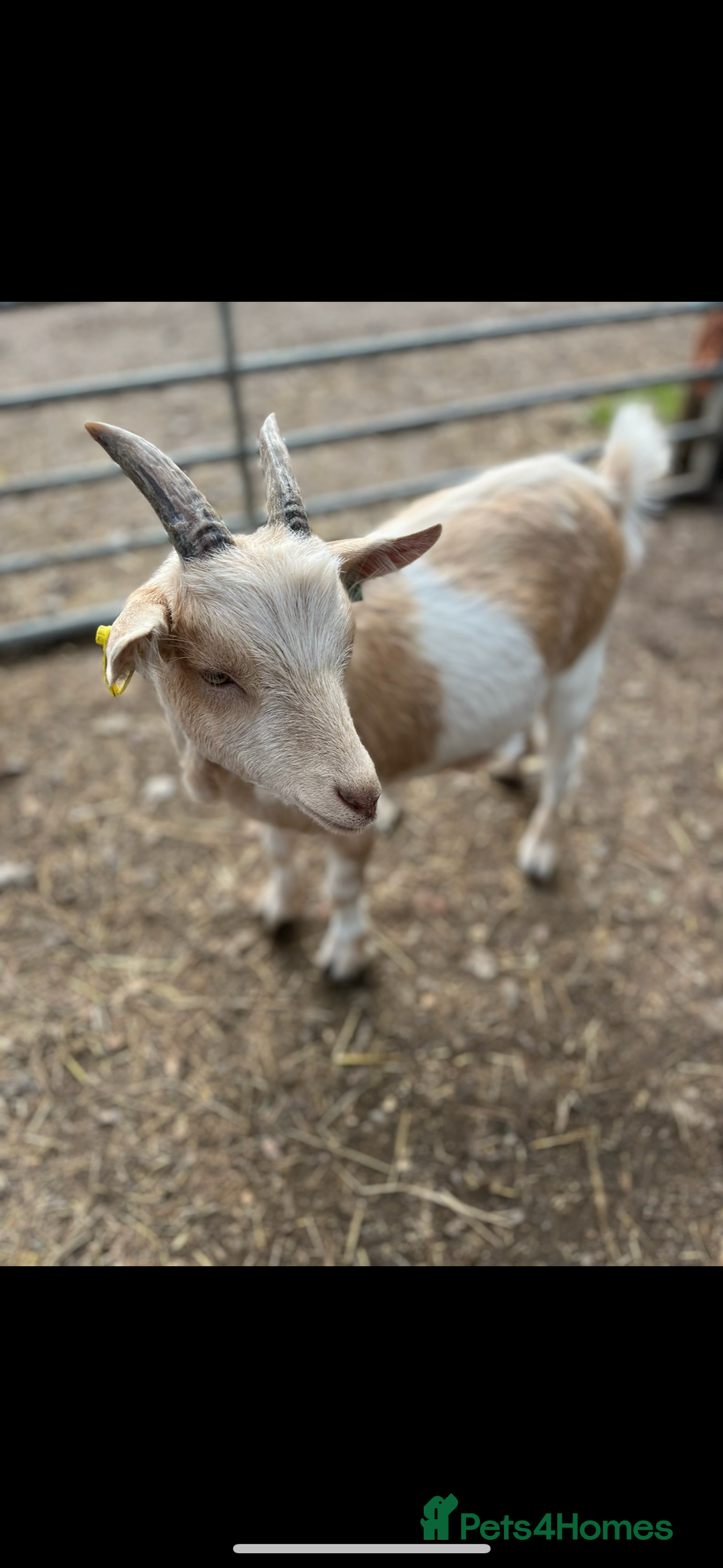 Goats livestock for sale: Pygmy goats  - Image 2