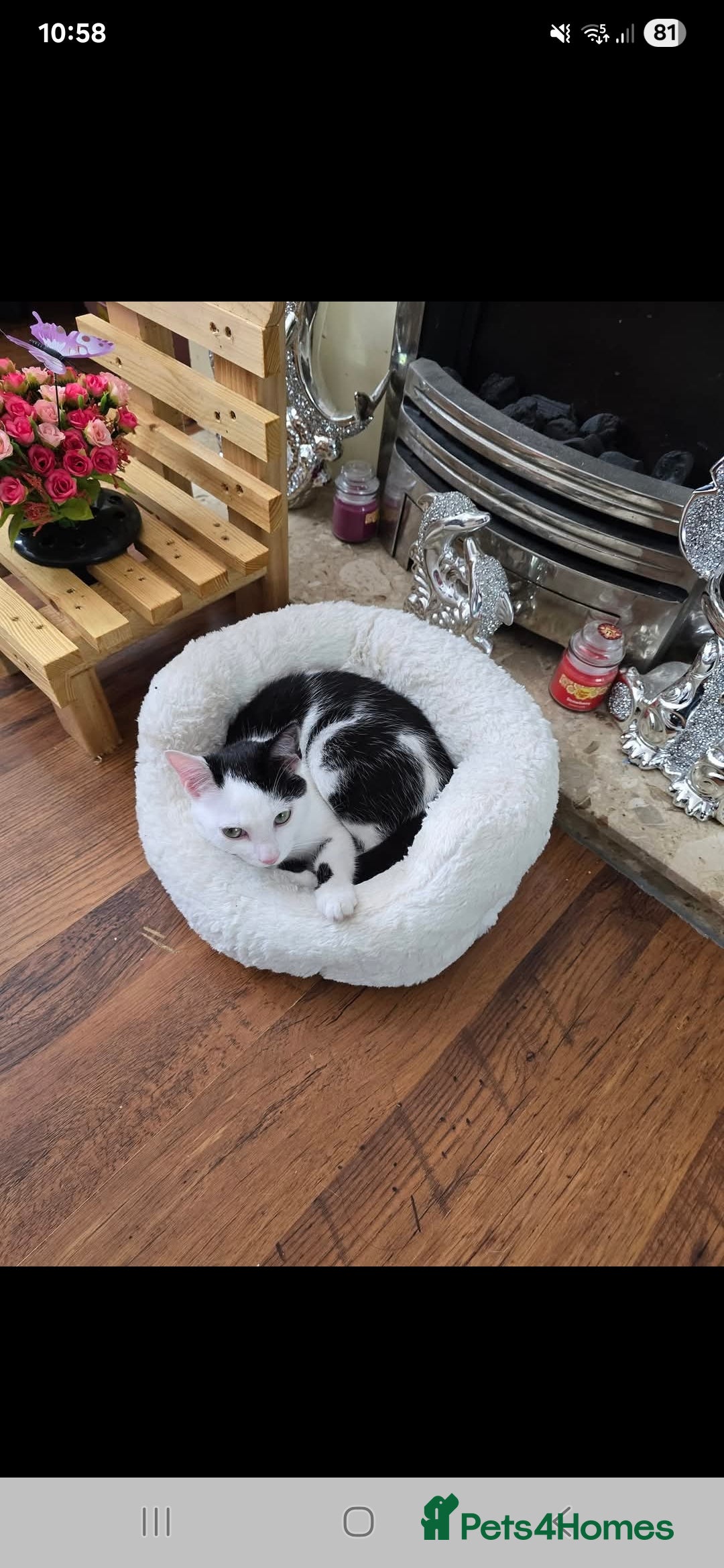 Manx cats for sale: Brothers - Image 5
