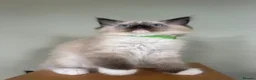 Ragdoll cats for sale: Adorable Pedigree Ragdoll Kittens - Advert 8