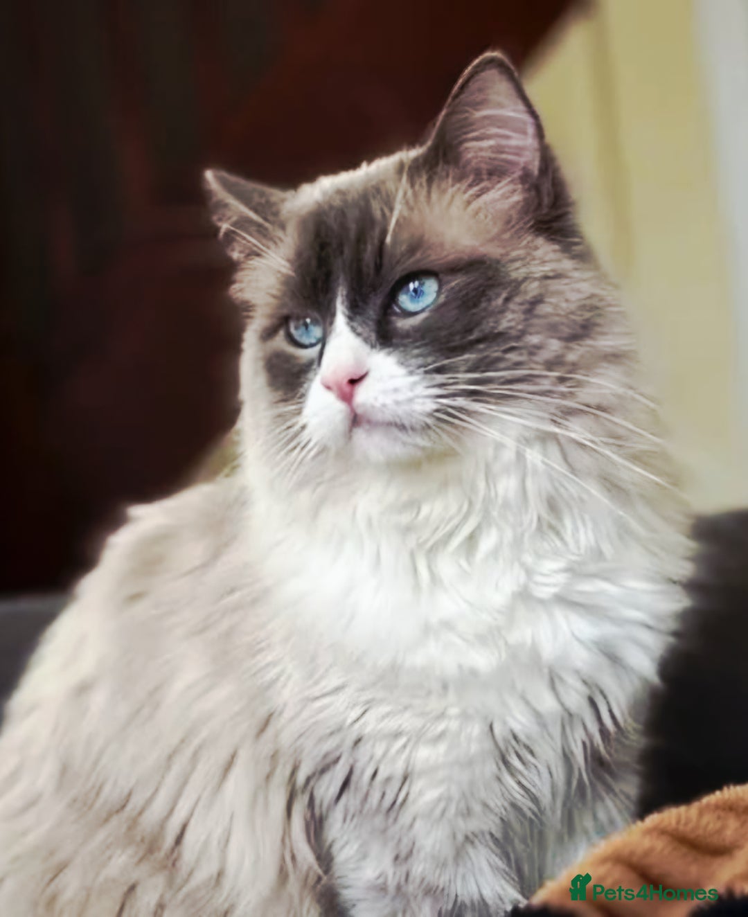 Ragdoll cats for sale: Stunning pure ragdoll kittens - Advert 11