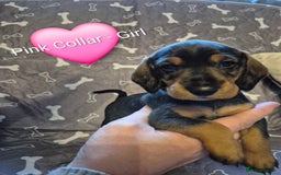 Dachshund dogs for sale: Standard Dachshund Puppies - Advert 31