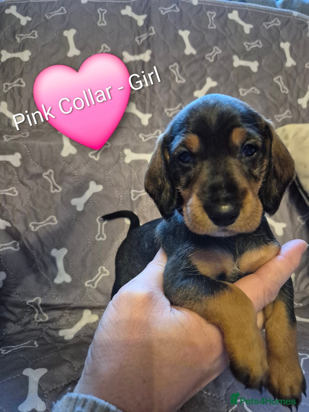 Dachshund dogs for sale: Standard Dachshund Puppies - Advert 31