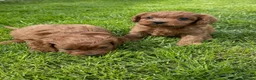 Cavapoo dogs for sale: Deep red cavpoo girls - Advert 11