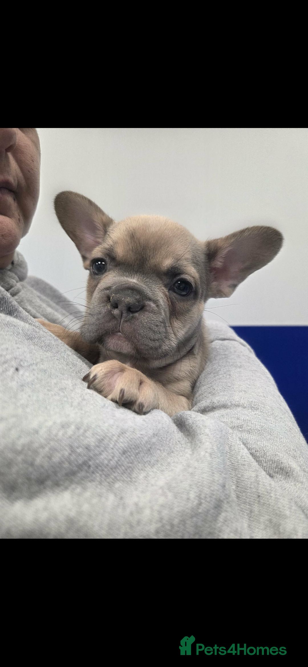 French Bulldog dogs for sale: French bulldog pups Ready & Reduced‼️ - Advert 18