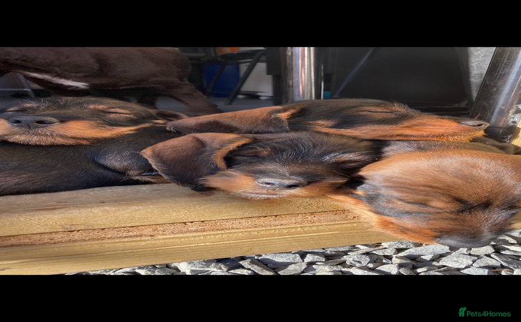 Dachshund dogs - Advert 1