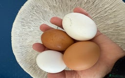 Chickens poultry for sale: Day old chicks, Are you chasing the rainbow eggs.  - Image 7