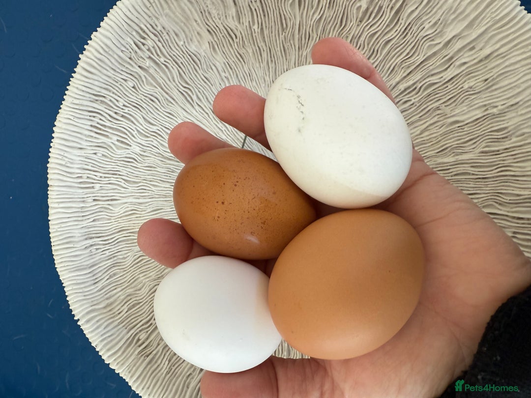 Chickens poultry for sale: Day old chicks, Are you chasing the rainbow eggs.  - Image 7