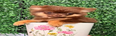 Pomchi Puppy 1
