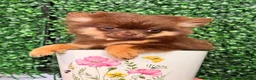 Pomchi dogs for sale: Stunning Chocolate Pomchi  - Advert 1