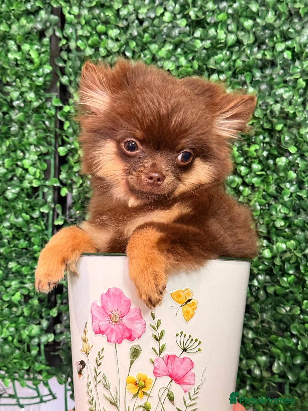 Pomchi dogs for sale: Stunning Chocolate Pomchi  - Advert 1