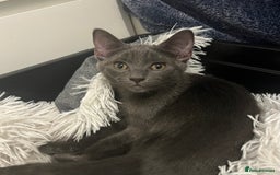 Ragdoll cats for sale: Adorable kittens ( Ragdoll cross) - Image 1