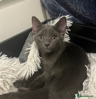 Ragdoll cats Adorable kittens ( Ragdoll cross) - Advert 1