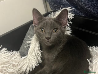 Ragdoll cats - Advert 5