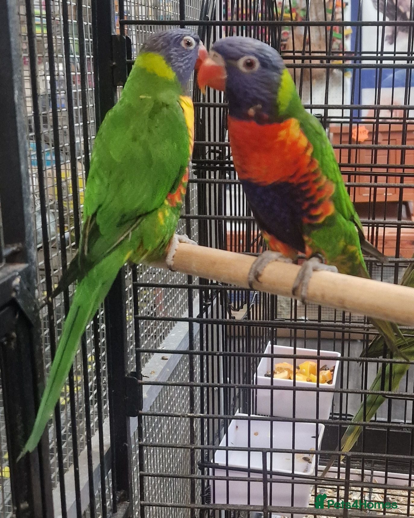 Parrots birds Stunning Parrots/Parakeets/Amazons  - Advert 1