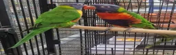 Parrots birds for sale: Stunning Parrots/Parakeets/Amazons  - Advert 1