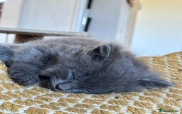 Maine Coon cats for sale: Gorgeous blue female Mainecoon  - Image 9