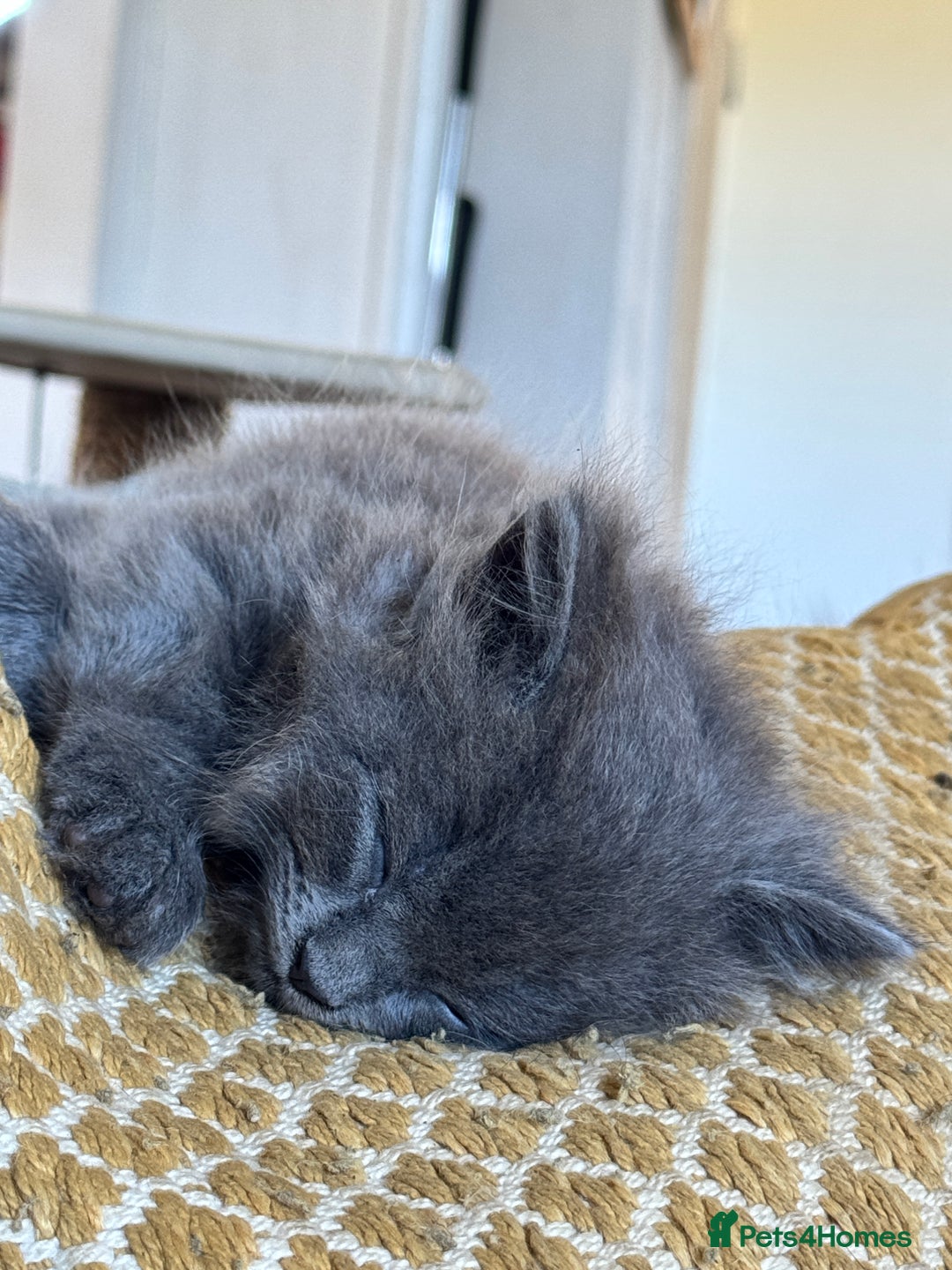 Maine Coon cats for sale: Gorgeous blue female Mainecoon  - Image 9
