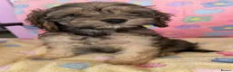 Cockapoo dogs for sale: Beautiful cockapoos 🐶🐶 ready now - Advert 30