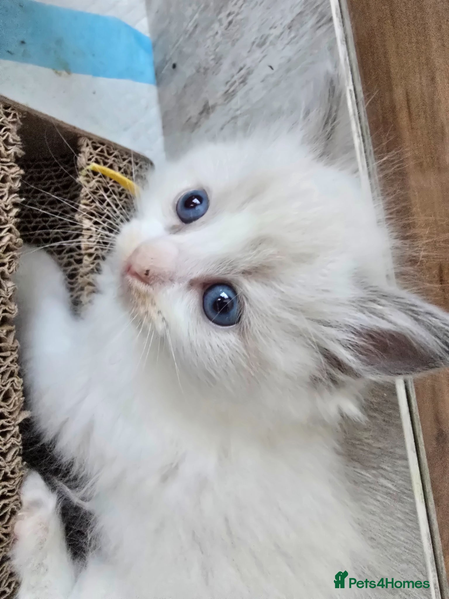 Ragdoll cats Beautiful Ragdoll Kittens for Loving Home - Advert 7