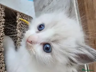 Ragdoll cats Beautiful Ragdoll Kittens for Loving Home - Advert 7