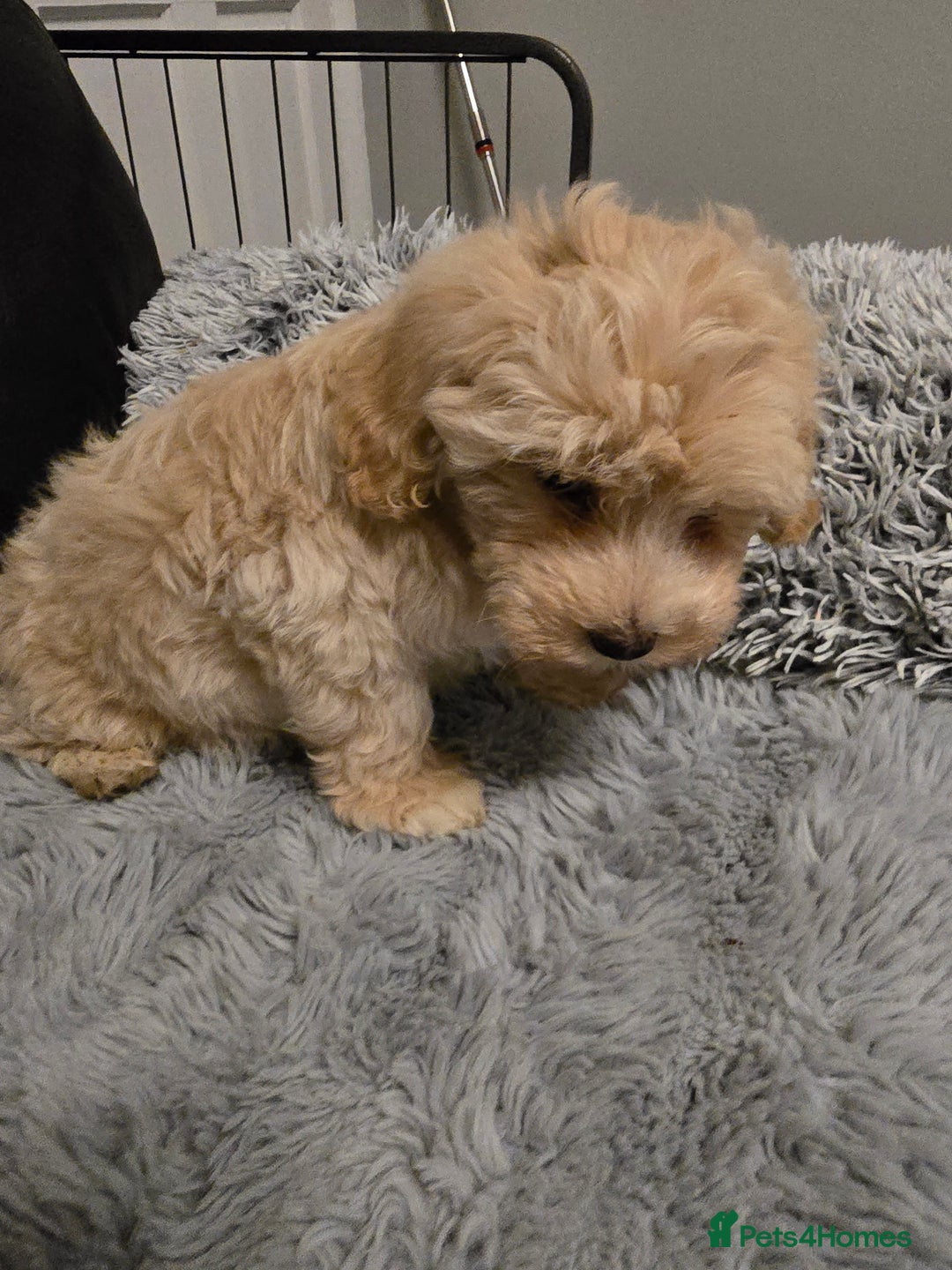 Maltipoo dogs for sale: MALTIPOO PUPPIES FOR SALE - Image 33