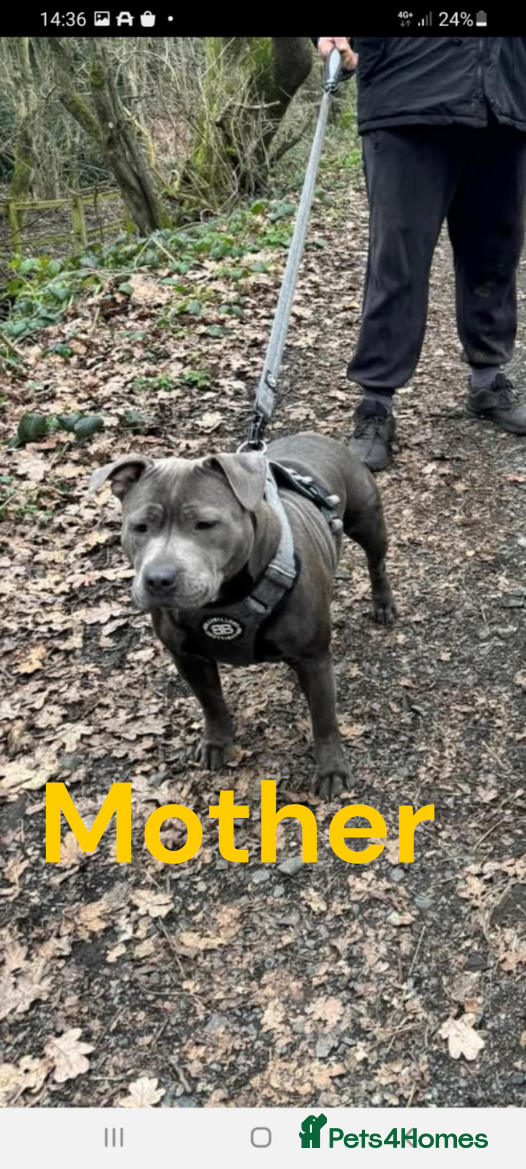 Staffordshire Bull Terrier dogs for sale: Two male four female - Advert 28