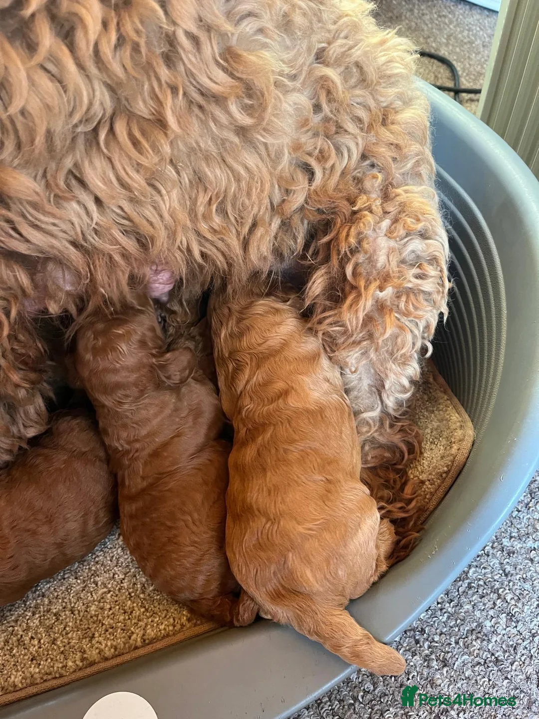 Cavapoo dogs for sale: Cava poo puppies - Advert 12
