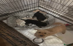 Toy Poodle dogs for sale: Black and Tan toy poodles  - Image 9