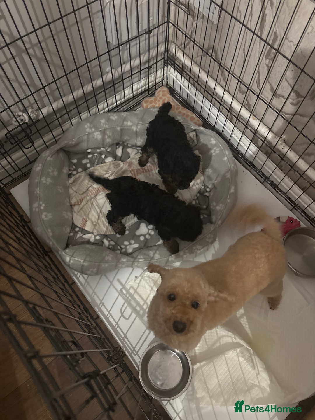 Toy Poodle dogs for sale: Black and Tan toy poodles  - Image 9