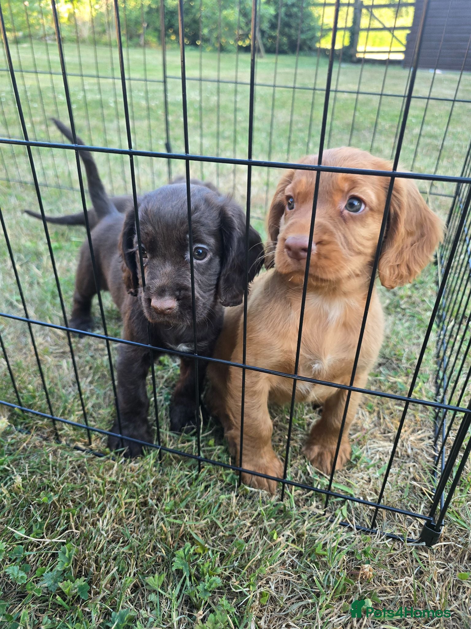 Cocker Spaniel dogs Countryside raised working cocker spaniel puppies  - Advert 2