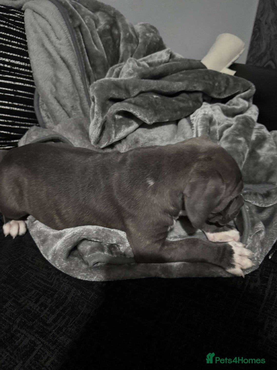 Mixed Breed dogs for sale: Male puppy  - Image 2