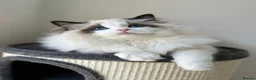 Ragdoll cats for sale: Dolly/baby face cuddling ragdoll boy - Advert 4