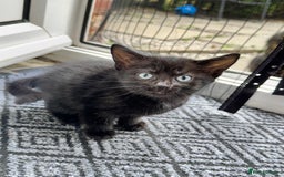 British Shorthair cats for sale: ONE female black Kitten ready to leave today!  - Image 2