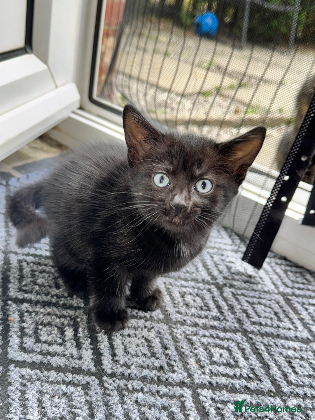 British Shorthair cats for sale: ONE female black Kitten ready to leave today!  - Image 2