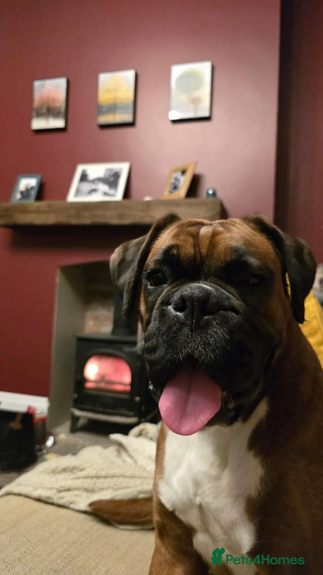 Boxer dogs for sale: KC boxer red puppies just born! 19.03 - Advert 2