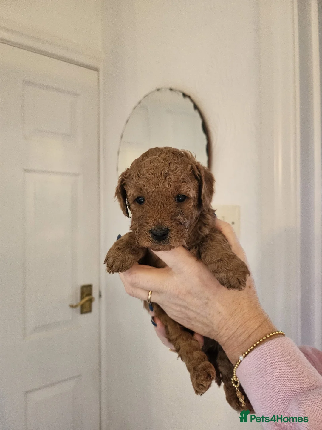 Mixed Breed dogs for sale: F1B Cockapoo Puppies – KC Toy Poodle Sired in Halifax - Advert 38