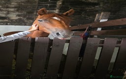 Irish Thoroughbred horses for sale: 15'1 Thoroughbred For Sale - Image 1