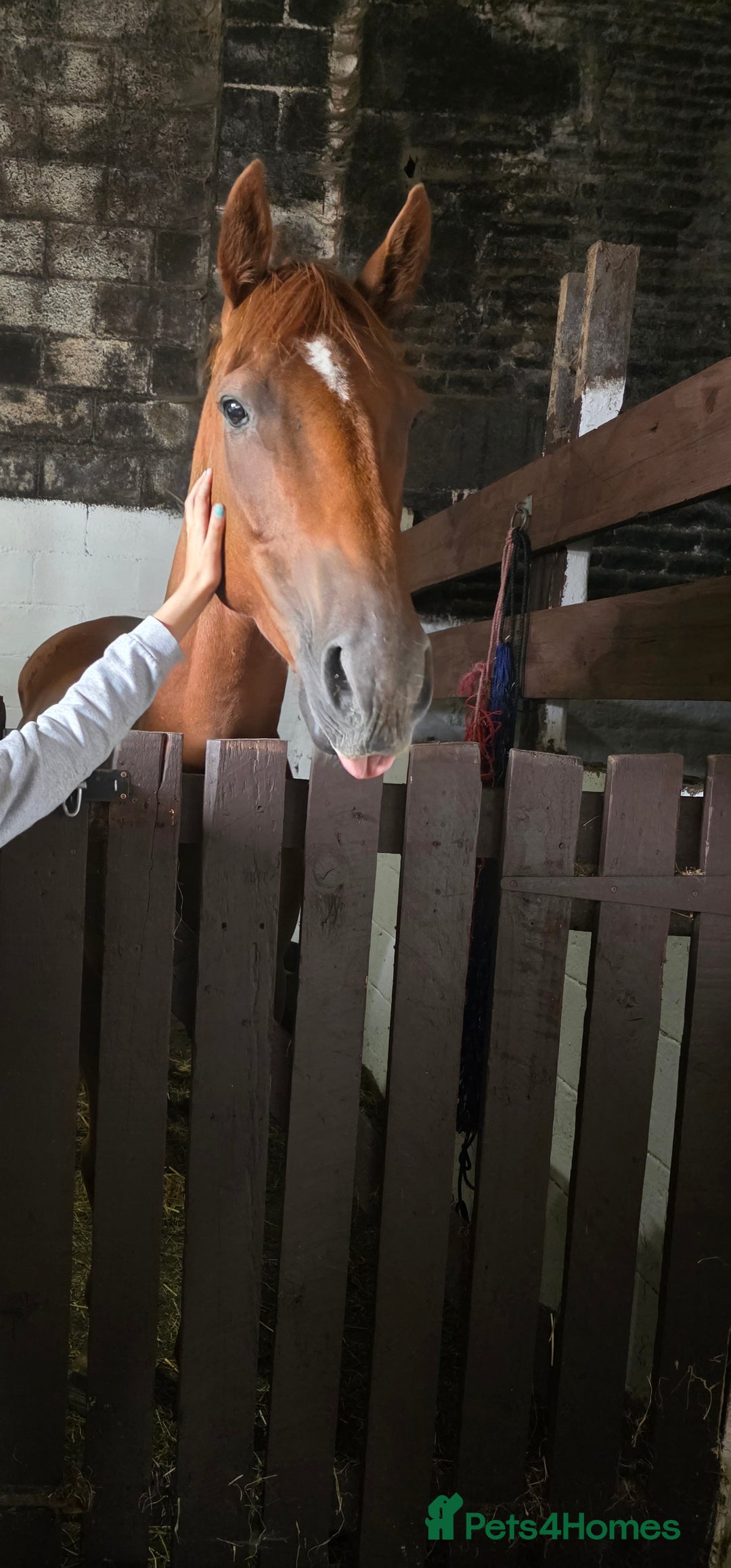 Irish Thoroughbred horses for sale: 15'1 Thoroughbred For Sale - Image 1