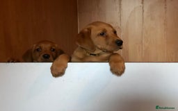 Goldador dogs for sale: Chunky red Goldadors, ready now  - Image 3