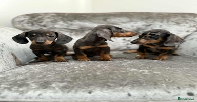 Dachshund dogs - Advert 16