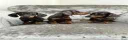 Dachshund dogs for sale: Miniature Dachshunds - Advert 2
