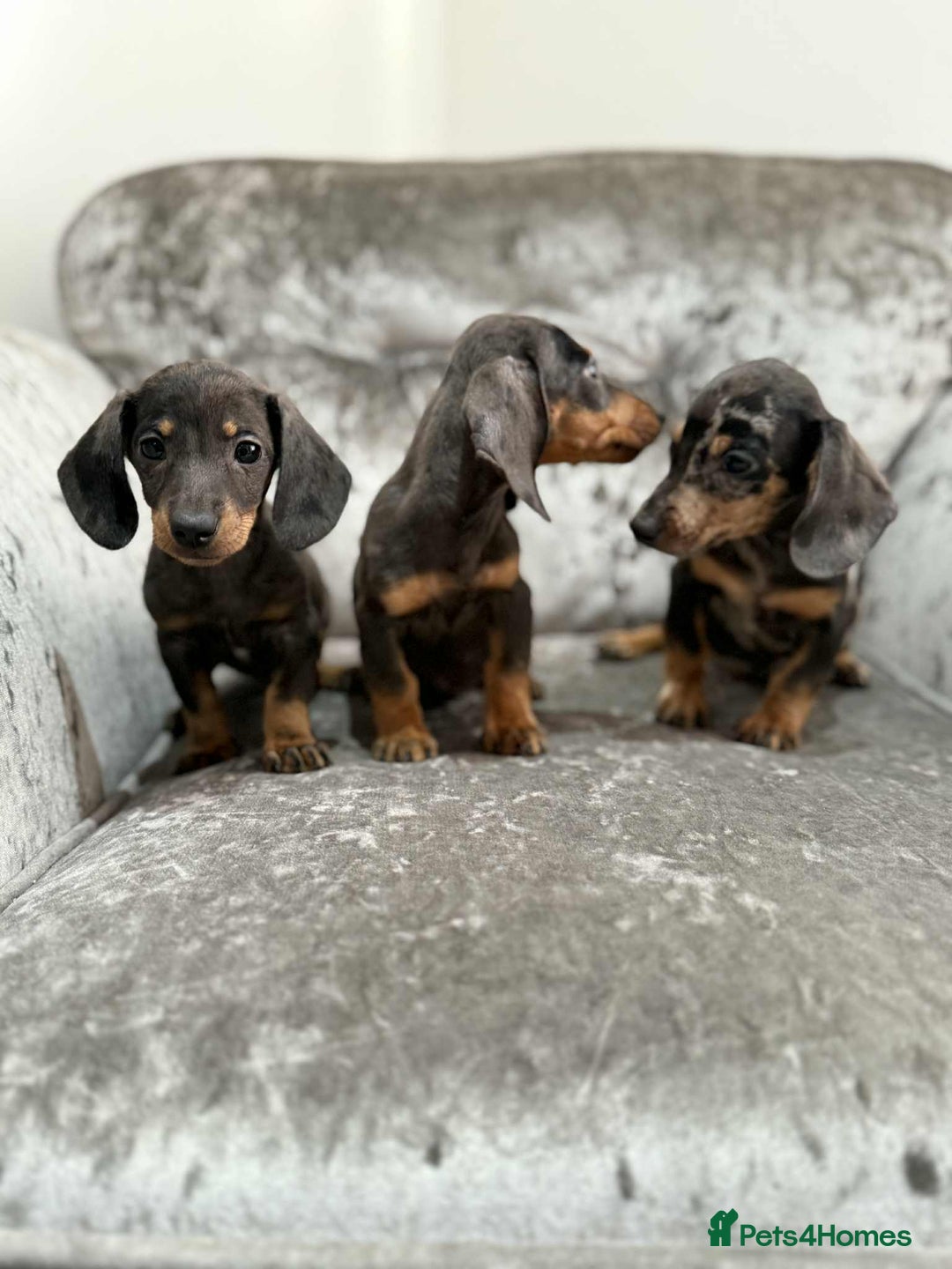 Dachshund dogs for sale: Miniature Dachshunds - Advert 2