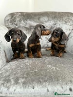Dachshund dogs - Advert 8